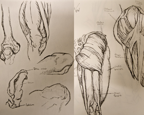 Anatomy Sketches